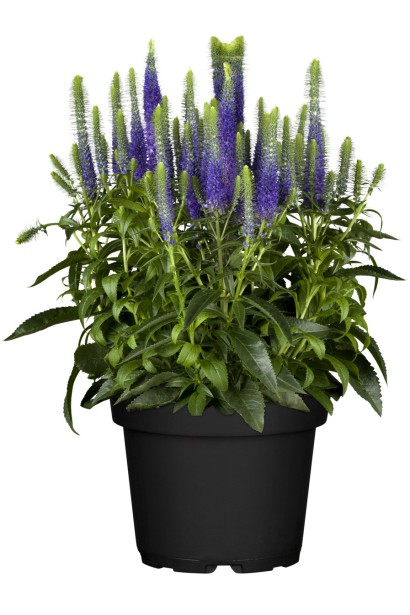 Вероніка колосиста саджанець в контейнері